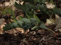 Aspergefamilie [Asparagaceae]